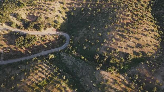 Aerial view of a winding road through olive groves Spain.