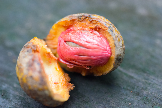 View of a split nutmeg fruit showing the bright red aril surrounding the seed on a wooden surface in Porto Jimenez Costa Rica. View of a split nutmeg fruit showing the bright red aril surrounding the seed on a wooden surface in Porto Jimenez Costa Rica.