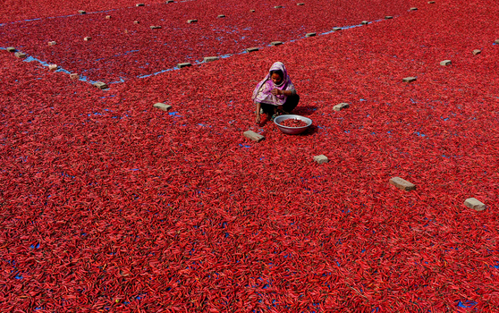 Bogura Bangladesh 21 January 2017 View of a woman sitting in a vast field of red chili peppers drying in the sun under bright daylight. Bogura Bangladesh 21 January 2017 View of a woman sitting in a vast field of red chili peppers drying in the sun under bright daylight.