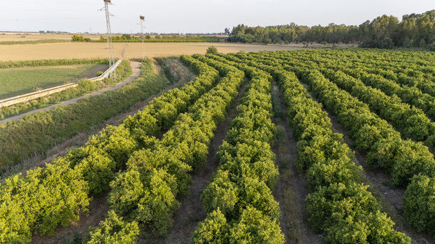 Aerial view of lush green orchard rows beside an irrigation canal and a dirt path under soft sunlight in Coria del Rio Andalusia Spain. Aerial view of lush green orchard rows beside an irrigation canal and a dirt path under soft sunlight in Coria del Rio Andalusia Spain.