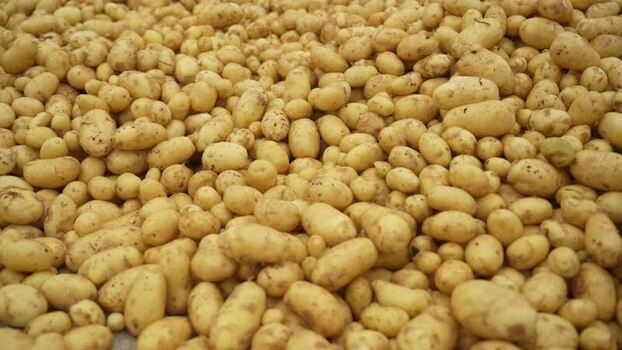 View of a large pile of fresh raw potatoes Bangladesh.