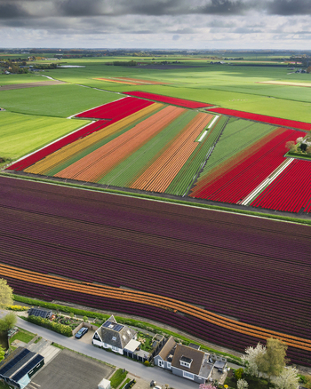 Aerial view of vibrant tulip fields in full bloom with traditional houses and vast green meadows under a dramatic cloudy sky in Bobeldijk North Holland Netherlands. Aerial view of vibrant tulip fields in full bloom with traditional houses and vast green meadows under a dramatic cloudy sky in Bobeldijk North Holland Netherlands.