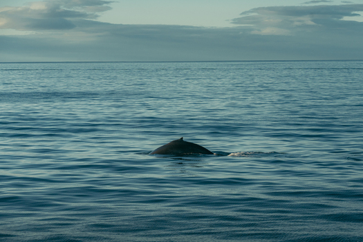 View of a whale breaching the tranquil deep blue sea under a serene sky the dark silhouette a stark contrast to the water s gentle ripples H&uacute;sav&iacute;k Nor&eth;ur&thorn;ing Iceland.