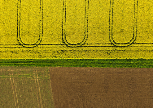 Aerial view of vibrant yellow rapeseed fields with geometric tractor tracks and brown plowed soil in Hofgeismar Hessen Germany. Aerial view of vibrant yellow rapeseed fields with geometric tractor tracks and brown plowed soil in Hofgeismar Hessen Germany.
