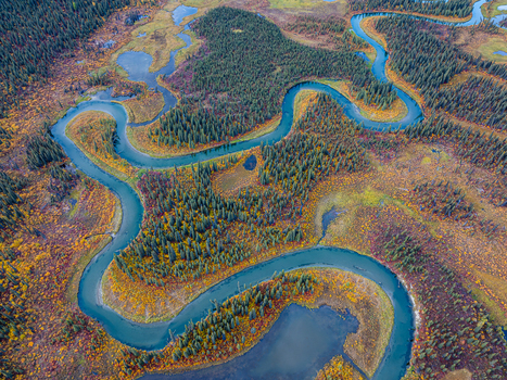 Aerial view of a winding river flowing through a dense boreal forest with vibrant autumn foliage and wetlands in Paxson Alaska United States. Aerial view of a winding river flowing through a dense boreal forest with vibrant autumn foliage and wetlands in Paxson Alaska United States.