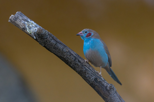 View of a red cheeked cordon bleu bird perched on a wooden branch against a soft blurred background in Mulhouse Grand Est France.