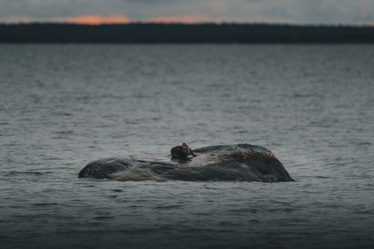 View of a seal resting on a large dark rock at Saxby rannik Saxby Laane maakond Estonia.