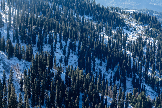 View of snow dusted evergreens clinging to the steep slopes a textured tapestry of dark green against the brilliant white Lasdana Azad Kashmir Pakistan.