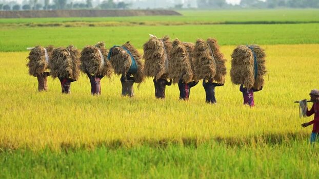 View of farmers carrying rice stalks in a field in Natore Bangladesh. View of farmers carrying rice stalks in a field in Natore Bangladesh.
