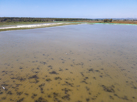 Aerial view of Karavasta Lagoon featuring shallow waters with vegetation patches and a distant forest under a clear blue sky in Divjake Fier County Albania.