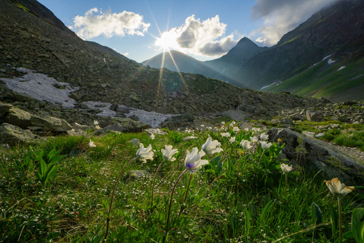 View of Smutne sedlo in the Western Tatras with white wildflowers in the foreground and a sunburst over the mountain peaks in Ziar Zilina Region Slovakia. View of Smutne sedlo in the Western Tatras with white wildflowers in the foreground and a sunburst over the mountain peaks in Ziar Zilina Region Slovakia.