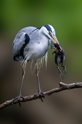 View of a grey heron perched on a branch with a small chick in its beak against a blurred green background Selestat Grand Est France.