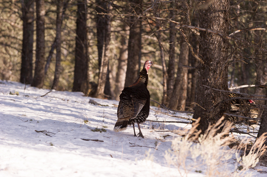 View of a wild turkey walking through a snowy forest with pine trees in the background in the USA. View of a wild turkey walking through a snowy forest with pine trees in the background in the USA.