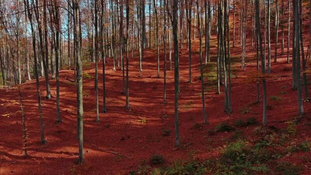 Aerial view of autumn forest with red leaves in Romania. Aerial view of autumn forest with red leaves in Romania.