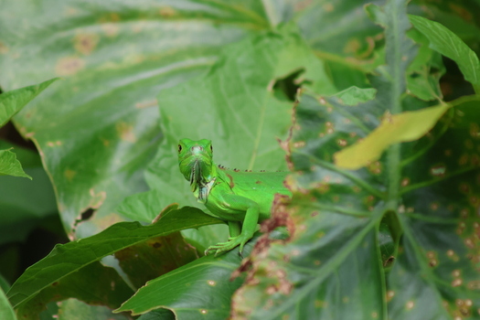 View of vibrant green iguana perched amidst lush broad leaves a burst of nature s artistry Roxana Limón Province Costa Rica. View of vibrant green iguana perched amidst lush broad leaves a burst of nature s artistry Roxana Limón Province Costa Rica.