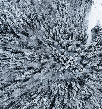 Aerial view of a dense forest covered in snow in Latvia. Aerial view of a dense forest covered in snow in Latvia.