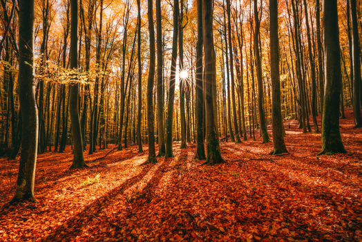 View of a dense autumn forest with tall beech trees and a sunburst through the branches over a carpet of fallen orange leaves in Kartuzy County Pomeranian Voivodeship Poland. View of a dense autumn forest with tall beech trees and a sunburst through the branches over a carpet of fallen orange leaves in Kartuzy County Pomeranian Voivodeship Poland.