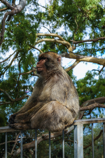 View of a Barbary macaque with its soft fur and thoughtful gaze perched on a metal railing against a backdrop of lush green foliage Gibraltar Gibraltar. View of a Barbary macaque with its soft fur and thoughtful gaze perched on a metal railing against a backdrop of lush green foliage Gibraltar Gibraltar.