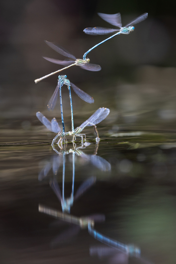 View of damselflies mating on the surface of a pond with clear reflections and a soft blurred background Wittenheim Grand Est France. View of damselflies mating on the surface of a pond with clear reflections and a soft blurred background Wittenheim Grand Est France.