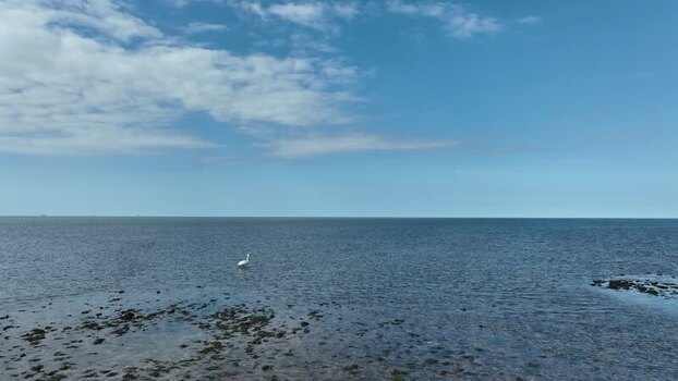 Aerial view of a white bird in the sea Bernières sur Mer Normandy France. Aerial view of a white bird in the sea Bernières sur Mer Normandy France.