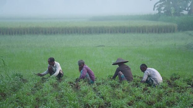 View of farmers working in a green field in Bogura Bangladesh.