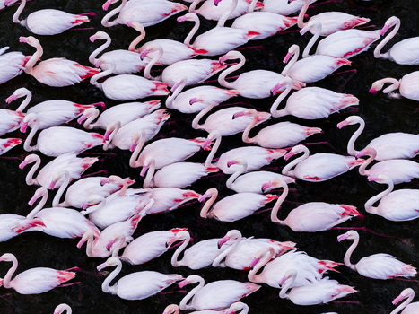 Aerial view of a vibrant colony of flamingos their delicate pink plumage contrasting against the dark shimmering water San Pedro del Pinatar Region of Murcia Spain. Aerial view of a vibrant colony of flamingos their delicate pink plumage contrasting against the dark shimmering water San Pedro del Pinatar Region of Murcia Spain.