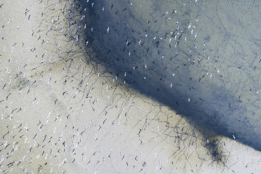 Aerial view of shimmering shallow waters meet the sandy shore dotted with countless birds creating a textured tapestry of life San Pedro del Pinatar Region of Murcia Spain. Aerial view of shimmering shallow waters meet the sandy shore dotted with countless birds creating a textured tapestry of life San Pedro del Pinatar Region of Murcia Spain.