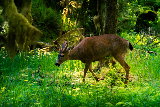 View of a buck with velvet antlers walking through the lush mossy temperate rainforest of Olympic National Park in Port Angeles Washington United States.