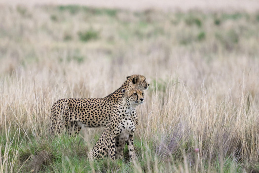 View of two cheetahs alert in the tall dry grass of the savannah at Welgevonden Game Reserve Waterberg District Municipality Limpopo South Africa.