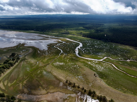 Aerial view of the Moray Firth Coast featuring winding tidal channels lush green salt marshes and dense forests near Nairn Scotland United Kingdom.