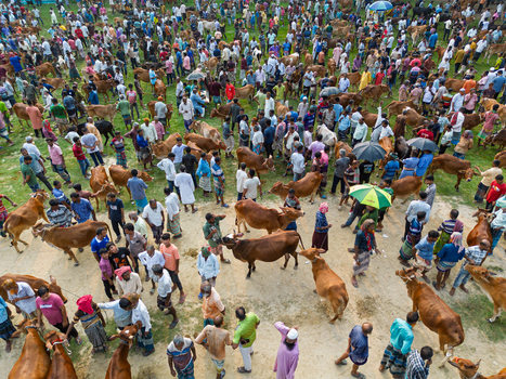 Akkelpur Upazila Bangladesh 20 May 2026 Aerial view of a crowded cattle market with many people and cows on a grassy field. Akkelpur Upazila Bangladesh 20 May 2026 Aerial view of a crowded cattle market with many people and cows on a grassy field.