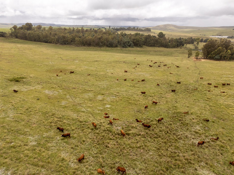 Aerial view of a herd of cattle grazing in vast green pastures with a line of trees under a cloudy sky Bloemfontein Free State South Africa. Aerial view of a herd of cattle grazing in vast green pastures with a line of trees under a cloudy sky Bloemfontein Free State South Africa.