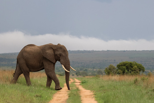 View of an African elephant walking across a dirt road in the savanna of Welgevonden Game Reserve under a cloudy sky Waterberg District Municipality Limpopo South Africa.