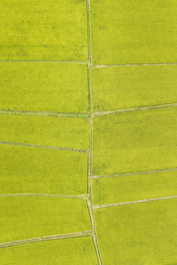 Aerial view of vibrant green rice paddies separated by narrow irrigation channels in the rural landscape of Taiwan. Aerial view of vibrant green rice paddies separated by narrow irrigation channels in the rural landscape of Taiwan.