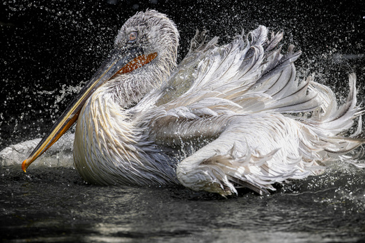 View of a Dalmatian pelican splashing in the water with droplets flying against a dark background in Mulhouse Grand Est France.