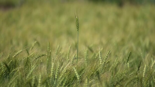 View of green wheat stalks in a field Nepal.