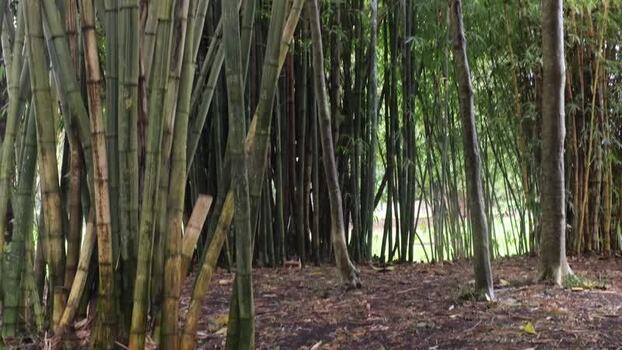 View of bamboo forest in Royal Botanic Garden Sydney Australia.