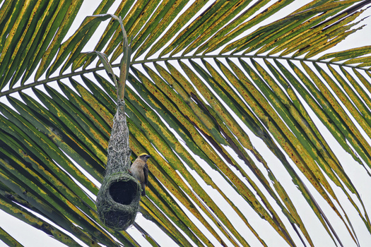 View of a Baya Weaver bird perched on its intricate hanging nest attached to a large palm frond Dehong Dai and Jingpo Autonomous Prefecture Yunnan China. View of a Baya Weaver bird perched on its intricate hanging nest attached to a large palm frond Dehong Dai and Jingpo Autonomous Prefecture Yunnan China.