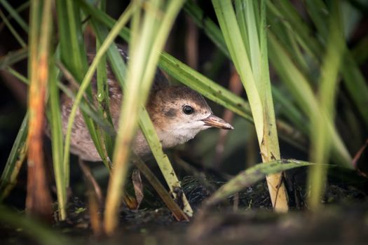 View of a small bird hiding among tall green reeds near the water in Debrzno Pomeranian Voivodeship Poland. View of a small bird hiding among tall green reeds near the water in Debrzno Pomeranian Voivodeship Poland.