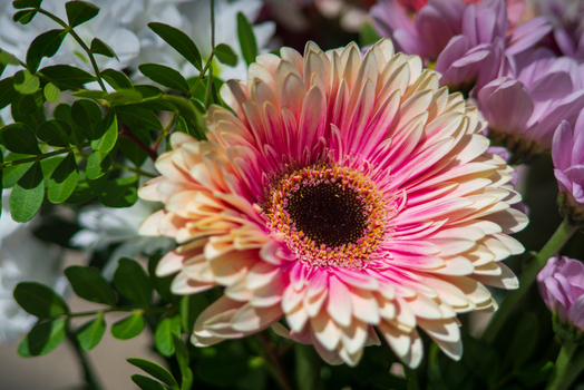 View of a vibrant pink and white Gerbera daisy with a dark center surrounded by lush green foliage and soft focus flowers in Looe Cornwall United Kingdom. View of a vibrant pink and white Gerbera daisy with a dark center surrounded by lush green foliage and soft focus flowers in Looe Cornwall United Kingdom.