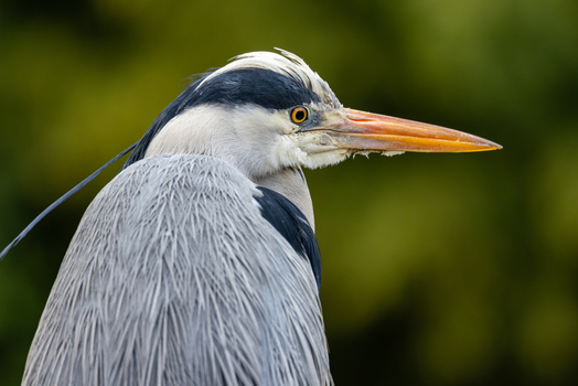 View of a grey heron showing its detailed plumage and sharp beak against a blurred green background Mulhouse Grand Est France.