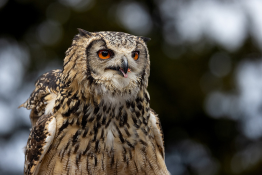 View of a majestic Eurasian Eagle Owl with bright orange eyes and detailed plumage against a blurred natural background in Selestat Grand Est France.