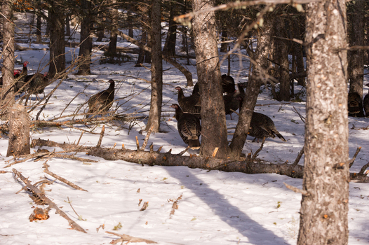 View of wild turkeys foraging in a snow covered forest with pine trees and fallen branches in USA. View of wild turkeys foraging in a snow covered forest with pine trees and fallen branches in USA.