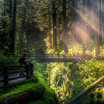 View of Olympic National Park with a wooden footbridge surrounded by mossy trees and lush forest under sunbeams in Port Angeles Washington United States.