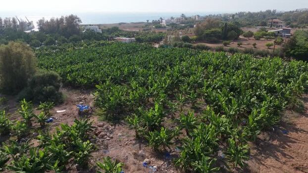 Aerial view of a banana plantation in Nicosia Cyprus.