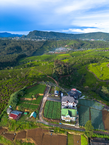 Aerial view of lush green tea plantations and hillside buildings in the mountainous landscape of Nuwara Eliya Central Province Sri Lanka. Aerial view of lush green tea plantations and hillside buildings in the mountainous landscape of Nuwara Eliya Central Province Sri Lanka.