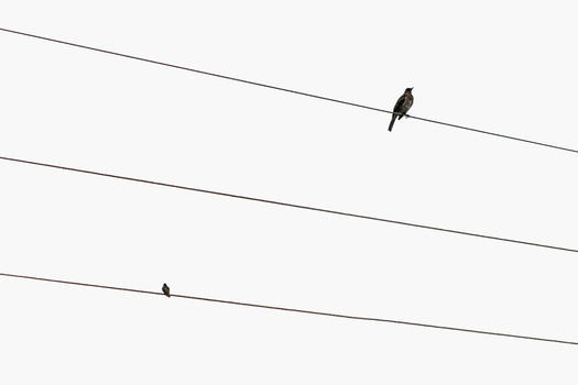 View of two birds perched on power lines against a bright sky in Antioquia Colombia.