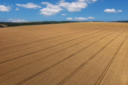 Aerial view of golden wheat fields stretch to the horizon under a bright blue sky dotted with fluffy white clouds Chyhyrynskyi district Cherkasy Oblast Ukraine. Aerial view of golden wheat fields stretch to the horizon under a bright blue sky dotted with fluffy white clouds Chyhyrynskyi district Cherkasy Oblast Ukraine.