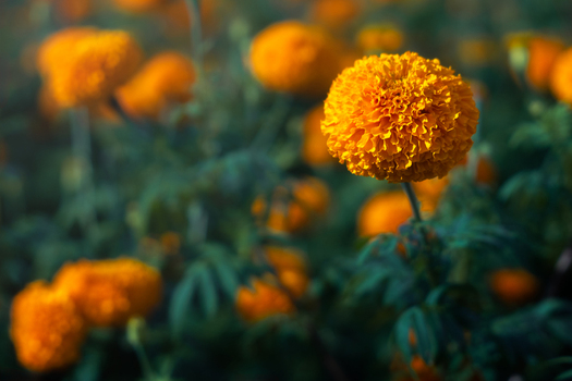 View of vibrant orange marigold flowers blooming in a lush field with soft bokeh background in Sidemen Bali Indonesia.