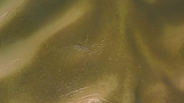 Aerial view of birds in shallow water Mozambique.